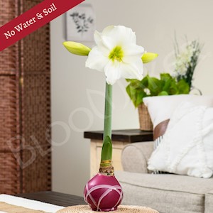 Raspberry Drizzle - Specialty (1 Bulb) LARGE
