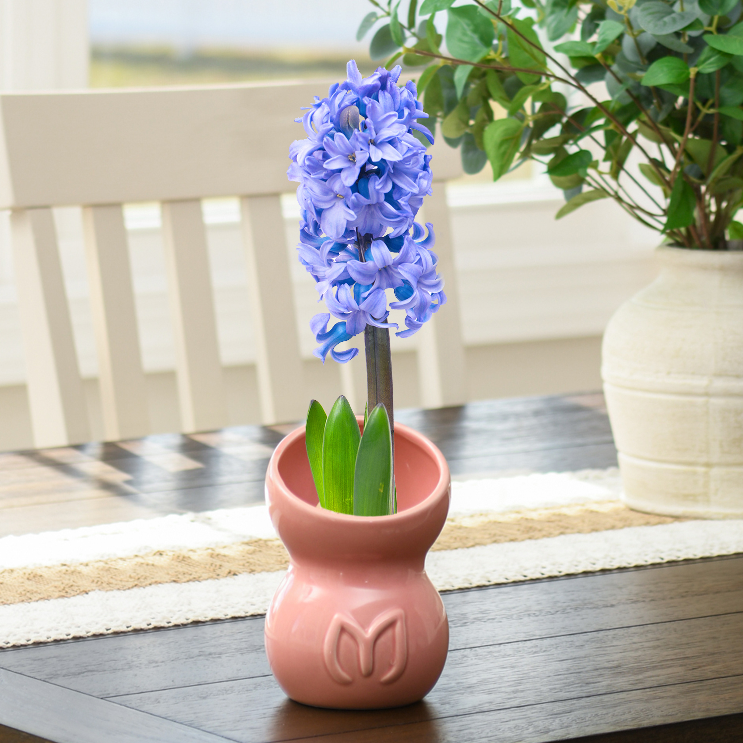 Water-Grown Hyacinths