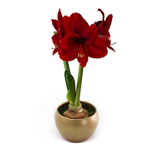 Gold Amaryllis Bulb Kit LARGE