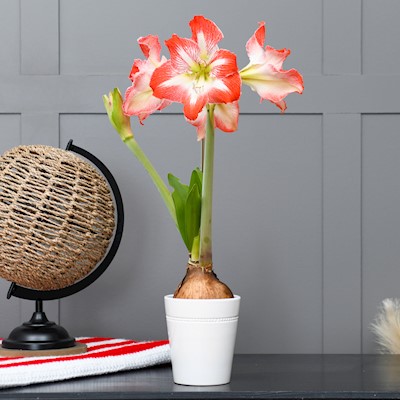 Amaryllis Bulb Set