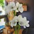 Evergreen - Specialty (3 Bulbs) SWATCH