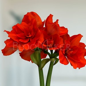 Double Dragon - 5 bulbs LARGE