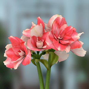 Double Dream - 10 bulbs LARGE