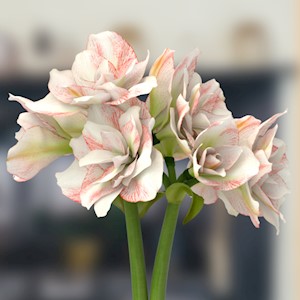Double Nymph - 5 bulbs LARGE