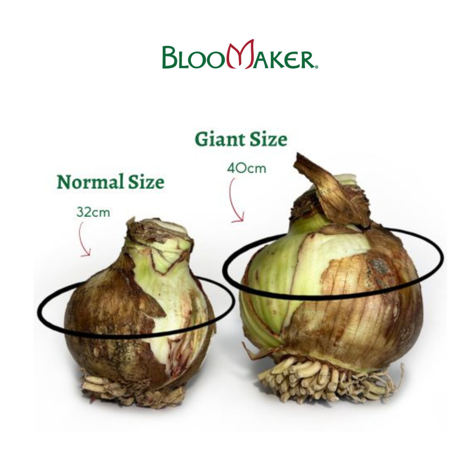 Giant Amaryllis Bulbs | Planting