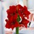 Cozy Reindeer - Waxed Amaryllis (3 Bulbs) SWATCH