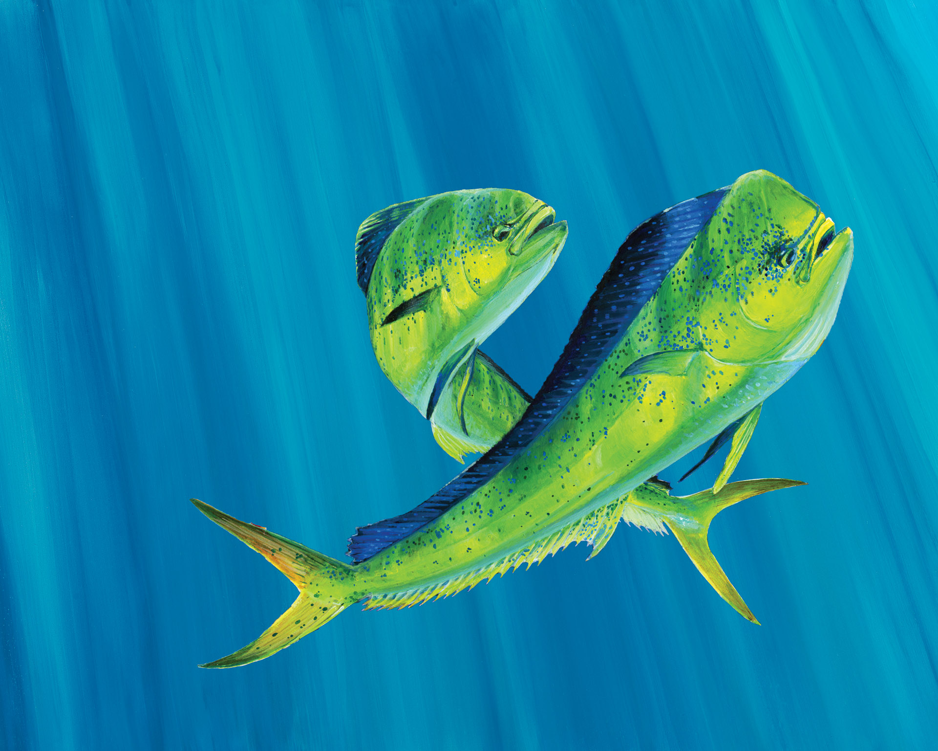 Art Print - Dorado THUMBNAIL