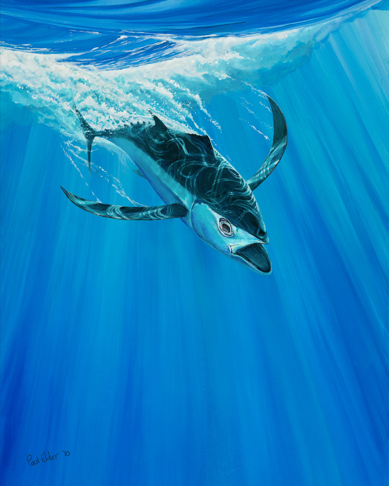 Art Print - Longfin THUMBNAIL