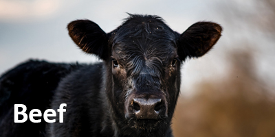 Beef Cattle