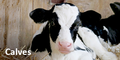 Calves