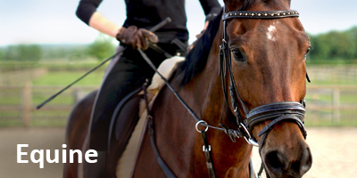 Equine
