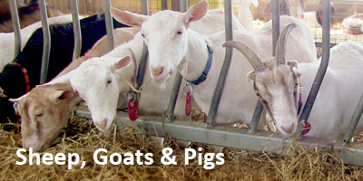 Sheep, Goats & Pigs