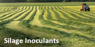 Silage Inoculants