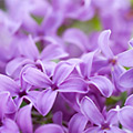 Greeting Card - Lilacs THUMBNAIL