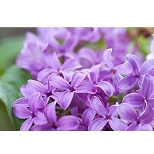 Greeting Card - Lilacs MAIN