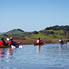 Petaluma Marsh Kayak Tour SWATCH