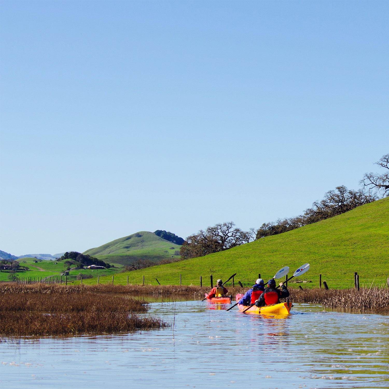 Petaluma Marsh Kayak Tour Clavey Paddlesports