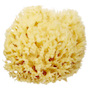 Natural Bath Sponge 4inch Wool Sea Sponge (polybox) SWATCH