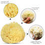 Natural Bath Sponge 4inch Wool Sea Sponge (polybox) SWATCH