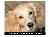 BrushMyTeeth Big Dog Round Toothbrush SWATCH