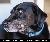 BrushMyTeeth Big Dog Round Toothbrush SWATCH