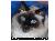 BrushMyTeeth Cat Round Toothbrush SWATCH