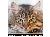 BrushMyTeeth Cat Round Toothbrush SWATCH