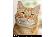 BrushMyTeeth Cat Round Toothbrush SWATCH