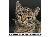BrushMyTeeth Cat Round Toothbrush SWATCH