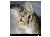 BrushMyTeeth Cat Round Toothbrush SWATCH
