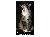 BrushMyTeeth Cat Round Toothbrush SWATCH