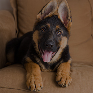 PET