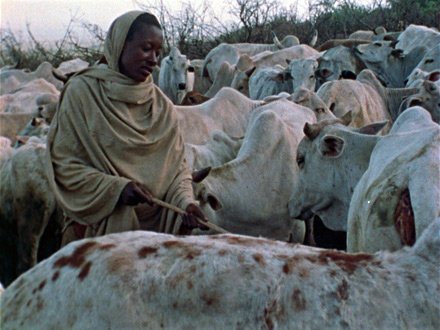 Boran Herdsmen THUMBNAIL