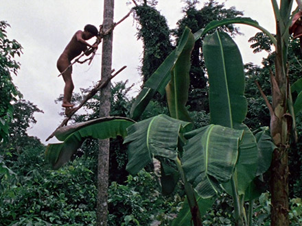 Climbing the Peach Palm THUMBNAIL