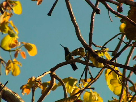 Imbé Gikegü, The Scent of Pequi Fruit THUMBNAIL