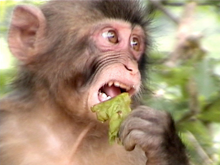 Macaques THUMBNAIL