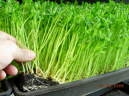 Fresh Pea Sprouts MAIN