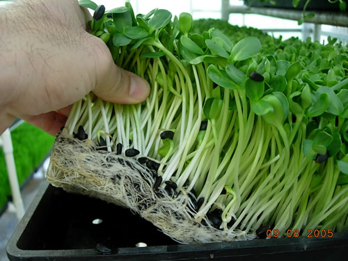 Fresh Grown Sun Flower Sprouts Micro Greens MAIN
