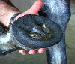 Perfect Hoof Wear Poly-Wrap SWATCH