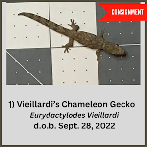 Gecko - Vieillardi's Chameleon (Juvenile - Unsexed 0.0.1) (Eurydactylodes vieillardi) LARGE