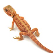 Bearded Dragon - Translucent High Colour Hypo (Juvenile) (Pogona vitticeps) THUMBNAIL