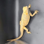 Bearded Dragon - Translucent Hypo (Adult Male) (Pogona vitticeps) THUMBNAIL