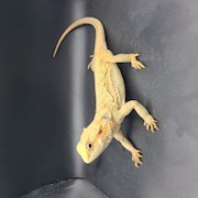 Bearded Dragon - Translucent Hypo (Adult Female) (Pogona vitticeps) THUMBNAIL