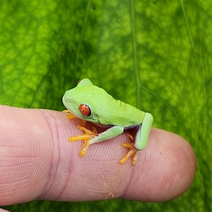 Tree Frog - Red Eyed (Baby - Captive Bred) (Agalychnis calidryas) LARGE