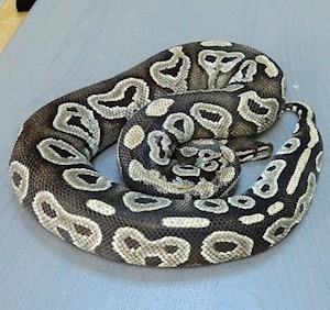 Ball Python - Mojave (Female Adult A10) LARGE