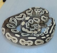 Ball Python - Mojave (Female Adult A10) MAIN