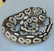 Ball Python - Mojave (Female Adult A10) THUMBNAIL