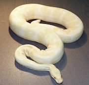Ball Python - Albino (Female Adult A12) THUMBNAIL