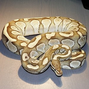 Ball Python - Butter (Female Adult A13) LARGE