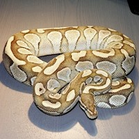 Ball Python - Butter (Female Adult A13) MAIN